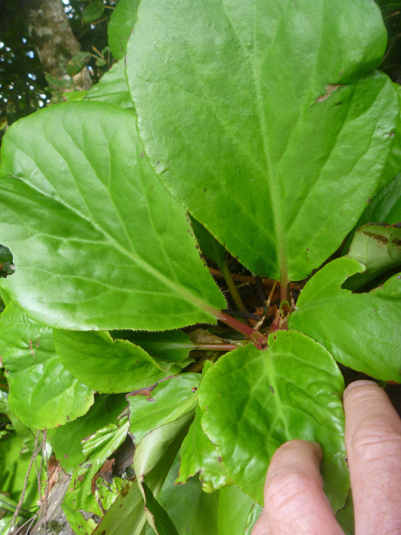 Image of Bergenia Moench