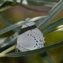 Image of Satyrium sylvinus megapallidum Austin 1998