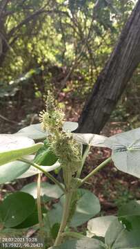 Image of Croton suberosus Kunth