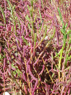 Image of Salicornia perennans Willd.