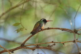 Image of Xantus's Hummingbird