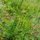 صورة Tanacetum coccineum (Willd.) Grierson