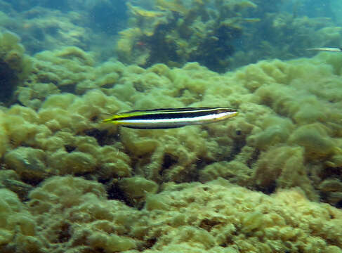 Image of Hit and Run Blenny