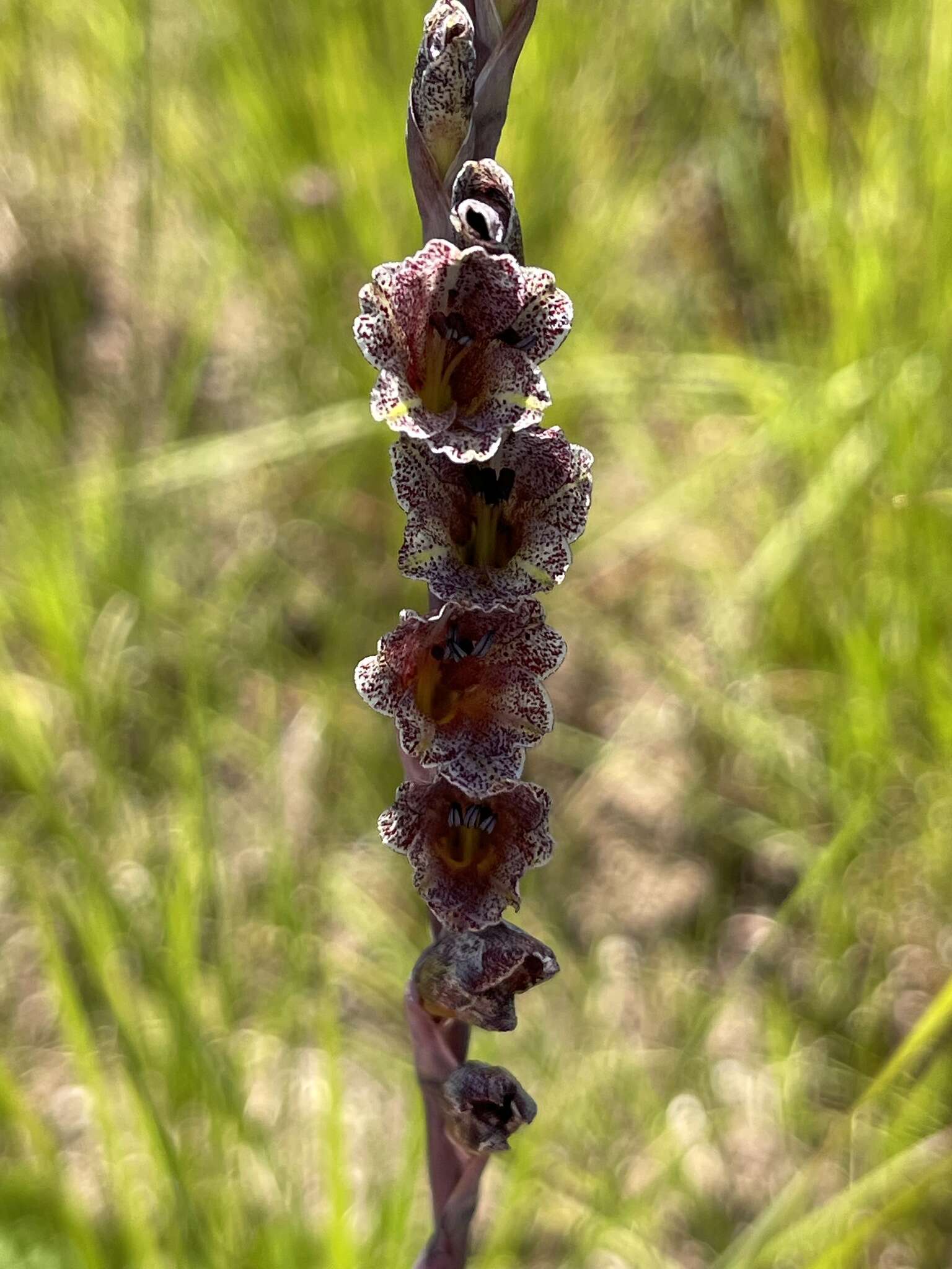 Imagem de Gladiolus densiflorus Baker