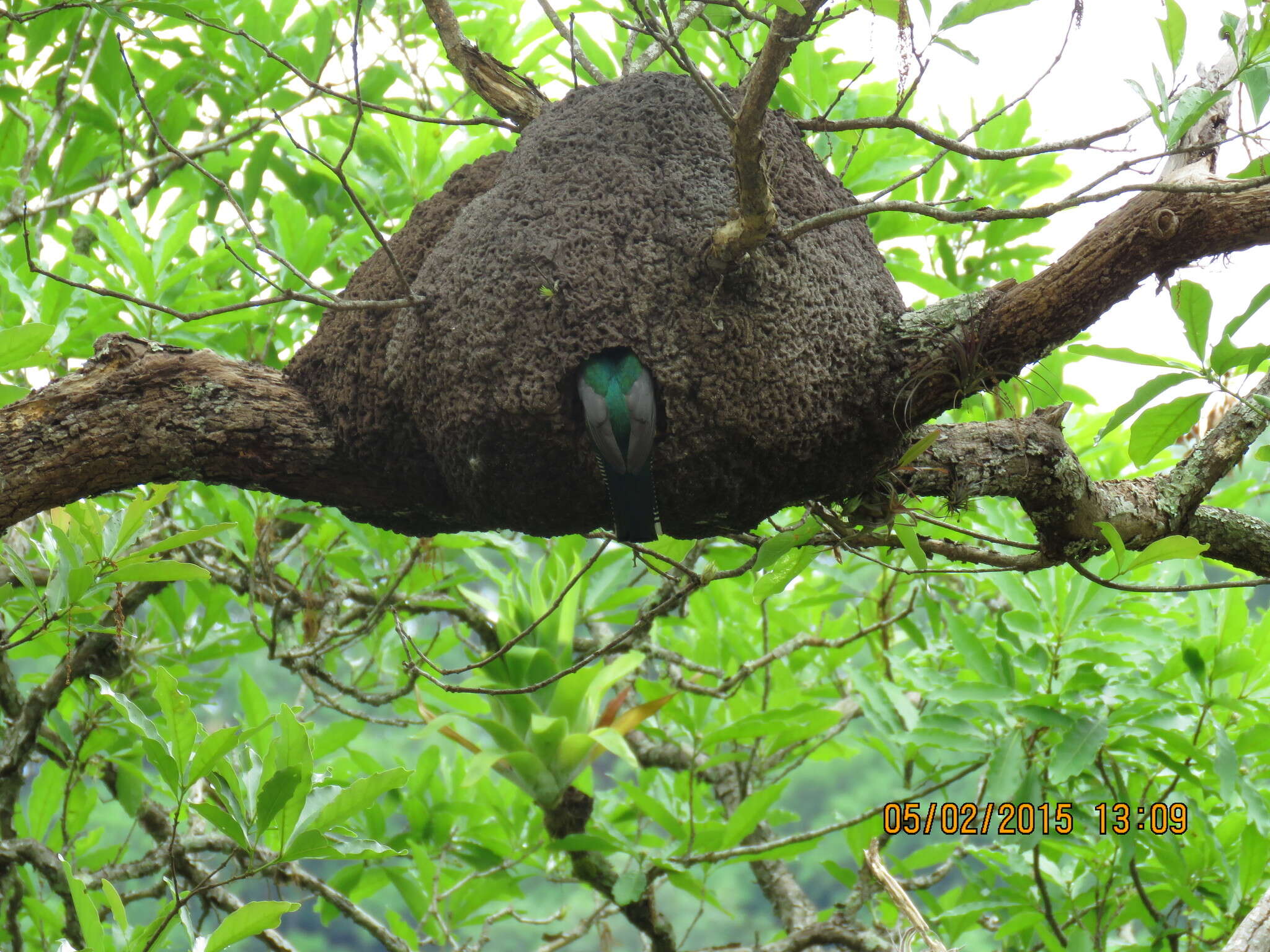 Image of Gartered Trogon