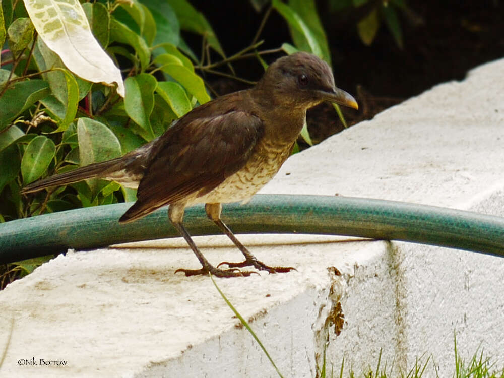 Imagem de Turdus olivaceofuscus Hartlaub 1852