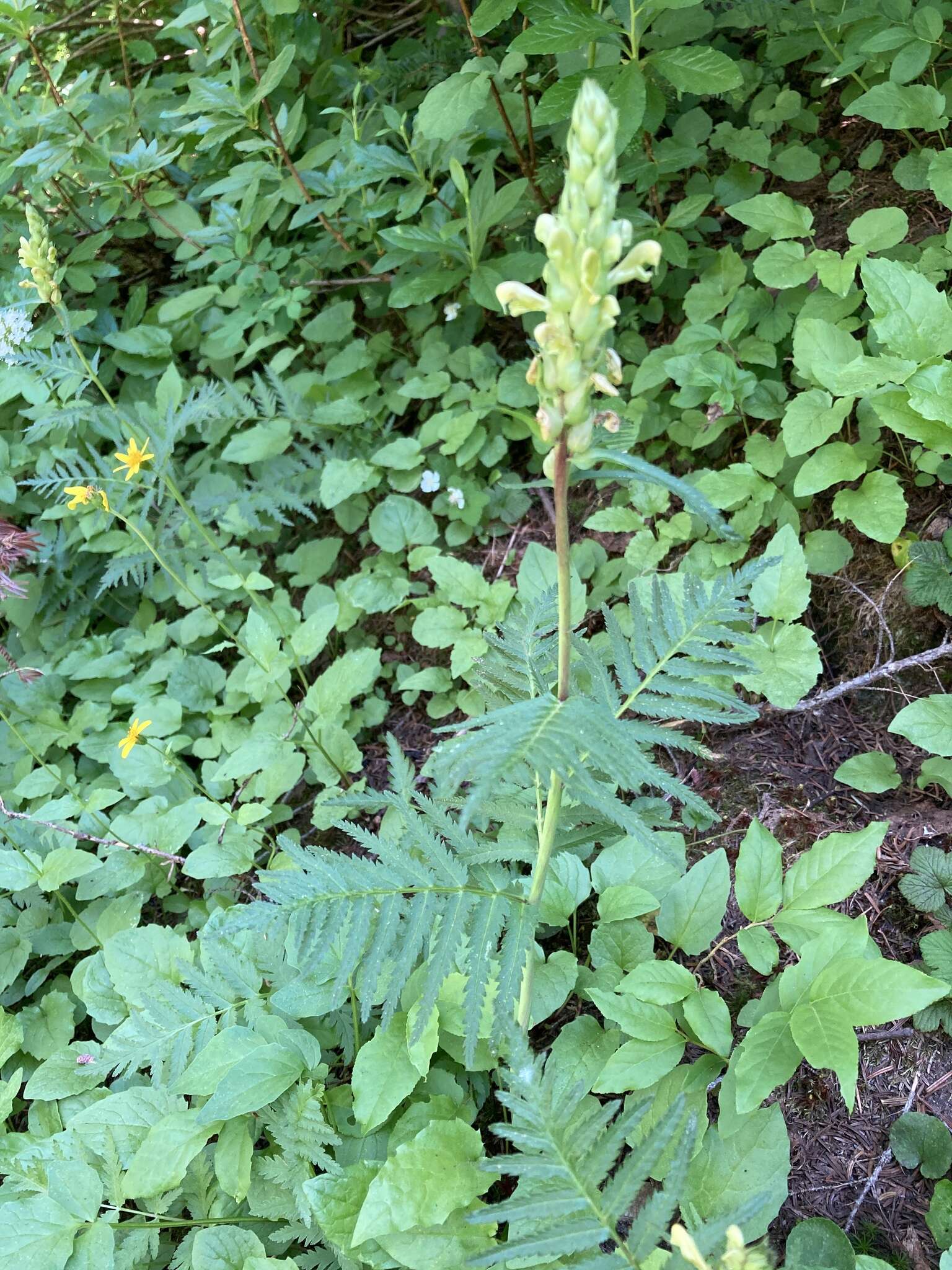 Imagem de Pedicularis bracteosa var. latifolia (Pennell) Cronq.