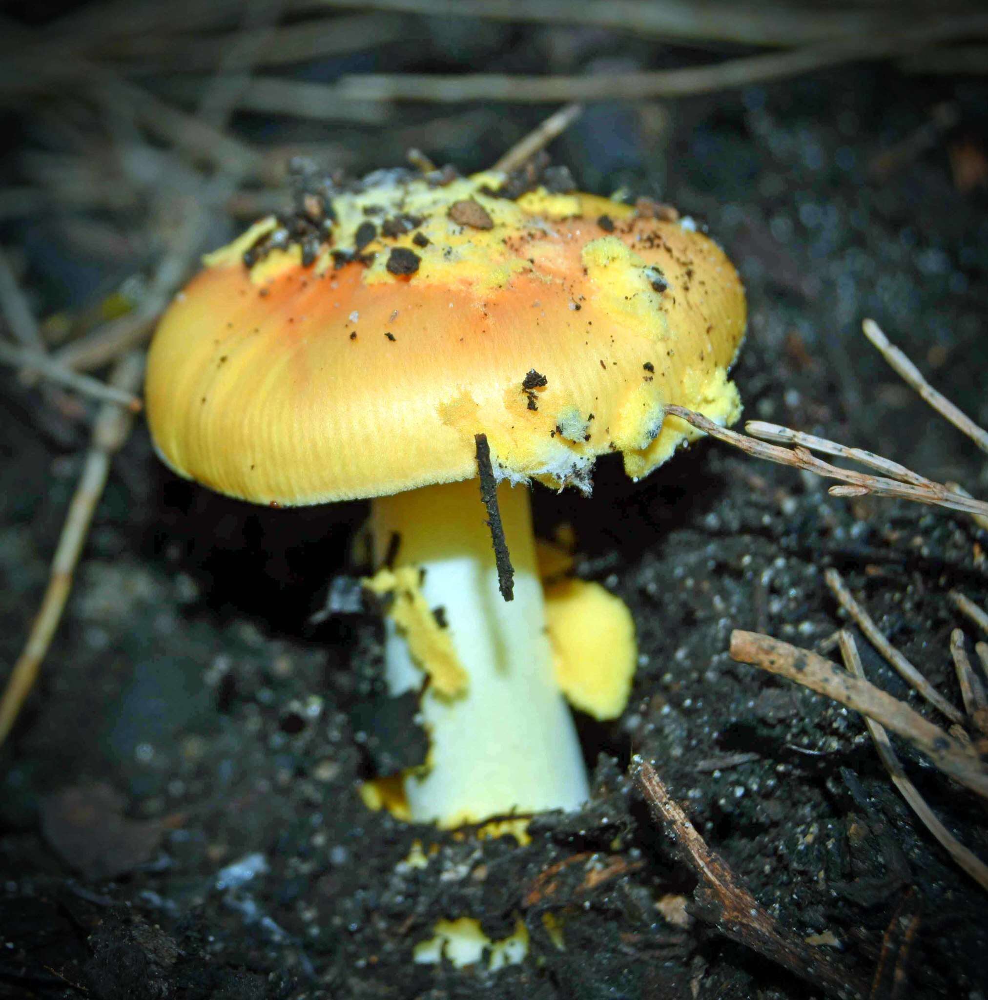 Image of Amanita xanthocephala (Berk.) D. A. Reid & R. N. Hilton 1980