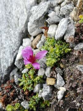 Image of purple mountain saxifrage