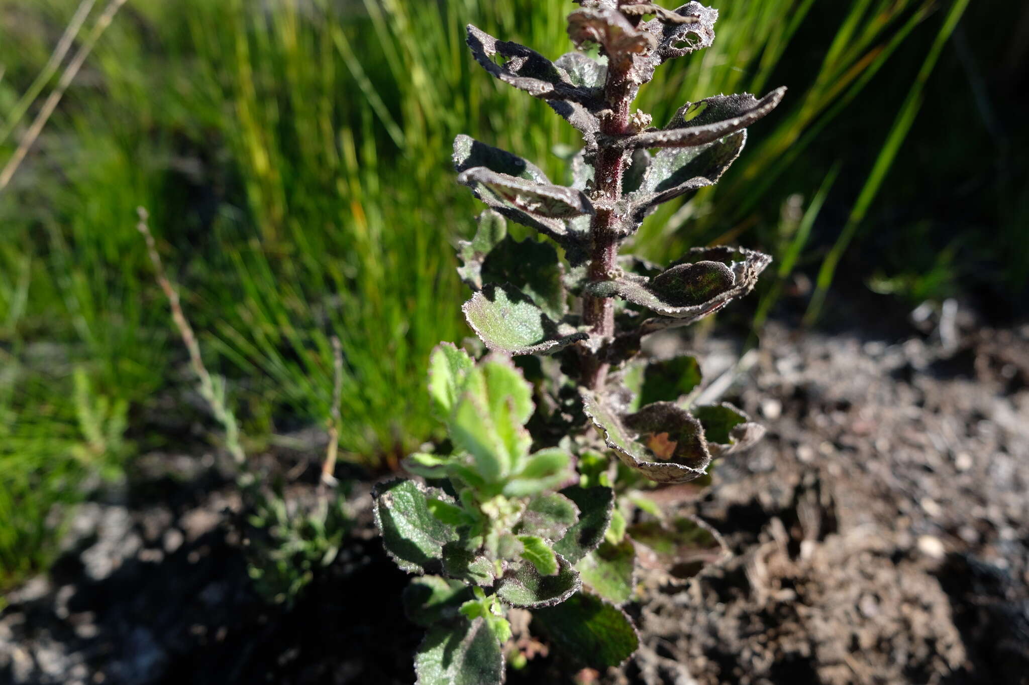 Image of Poisonous ragwort