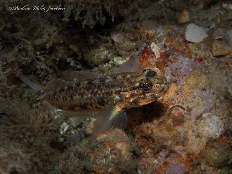 Image of Colon Goby