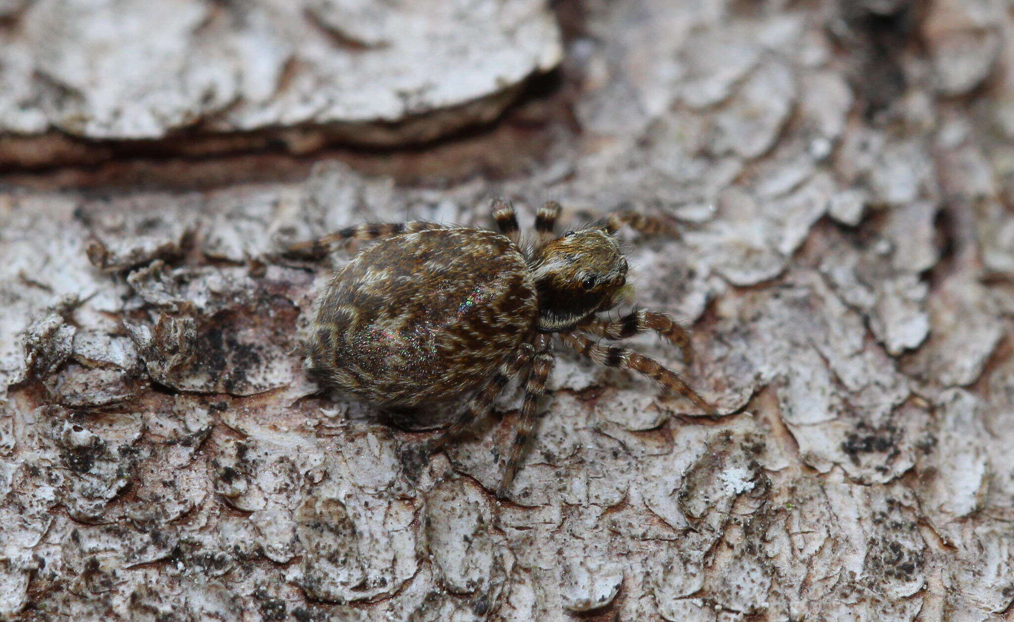 Imagem de Pseudeuophrys erratica (Walckenaer 1826)