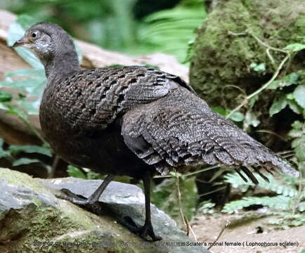 Image of Grey Peacock Pheasant