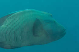 Image of Giant Wrasse