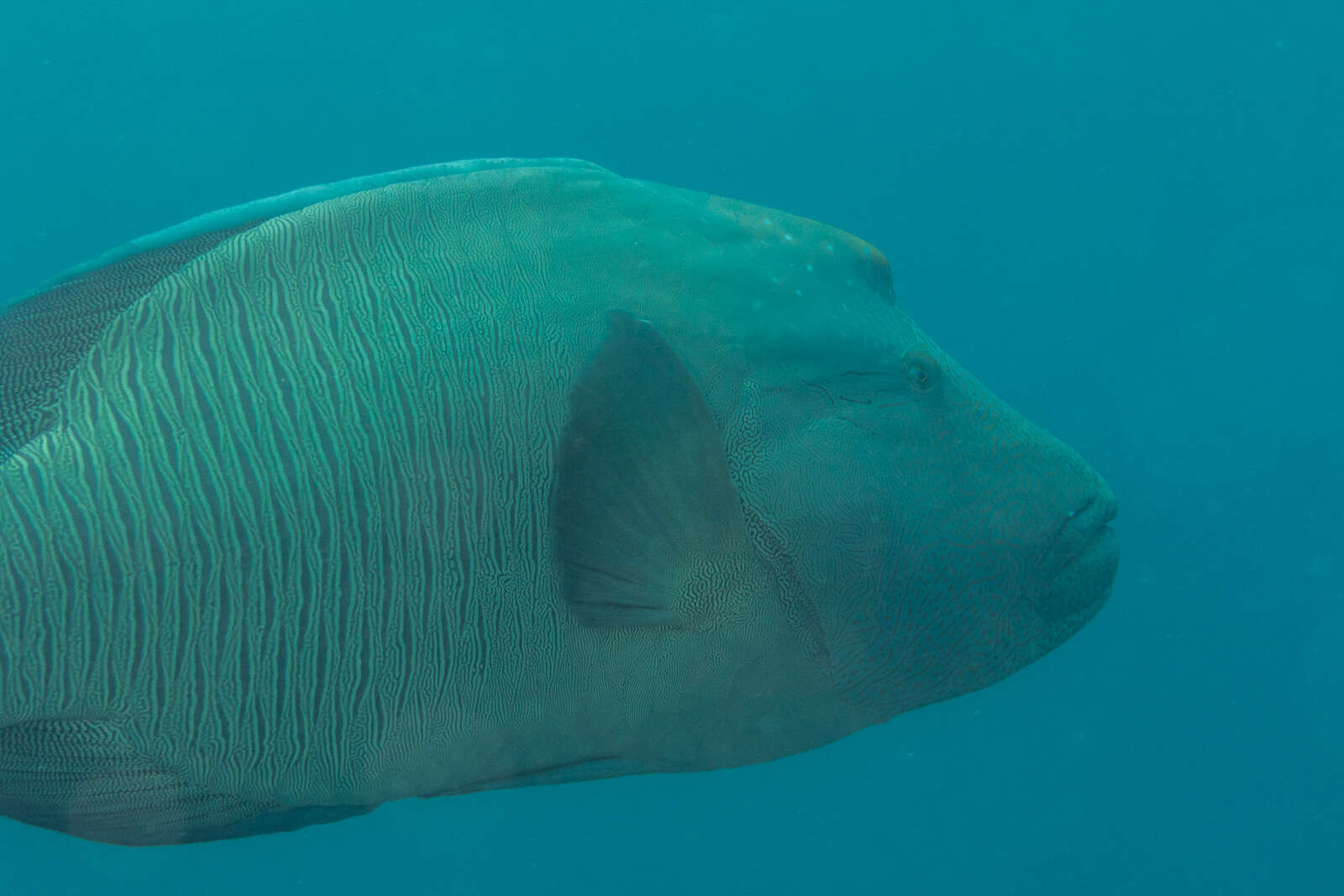 Image of Giant Wrasse