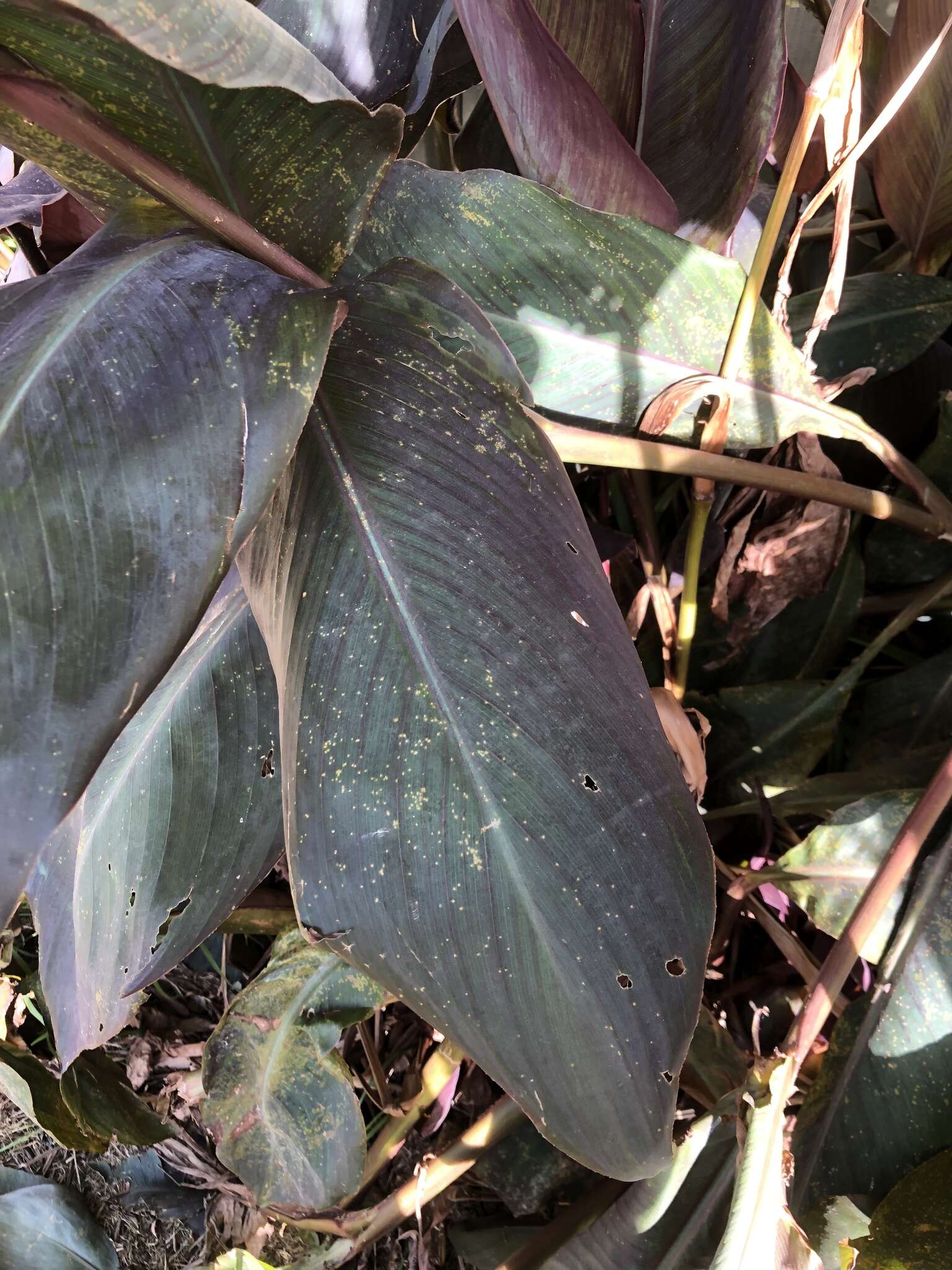 Image of Canna rust