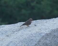 Image of Rufous-tailed Lark