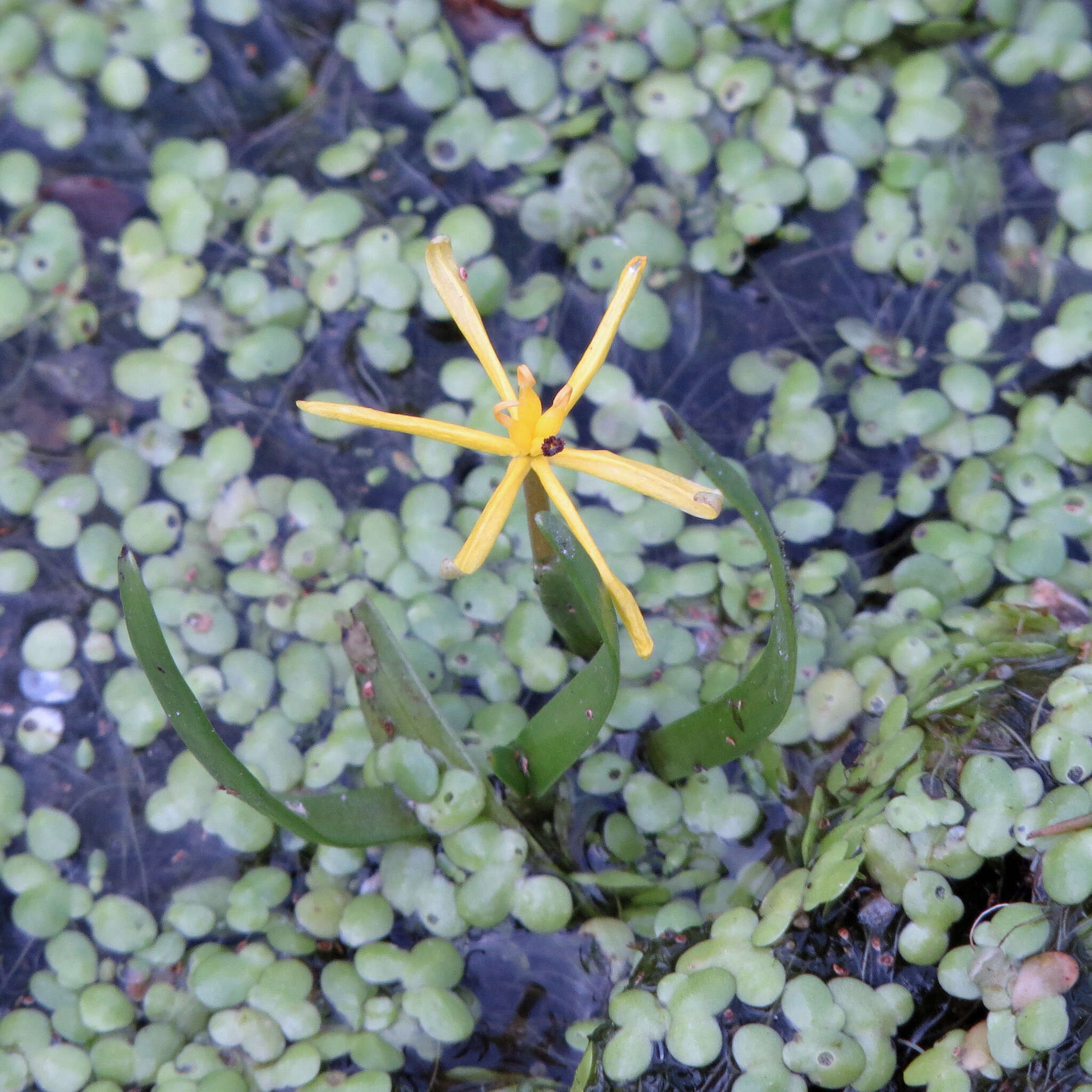 Image of grassleaf mudplantain