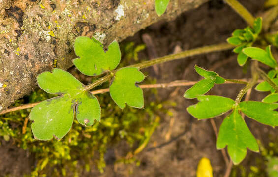 Слика од Ranunculus fascicularis Muhl. ex Bigel.