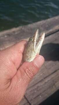 Image of Inshore Lizardfish