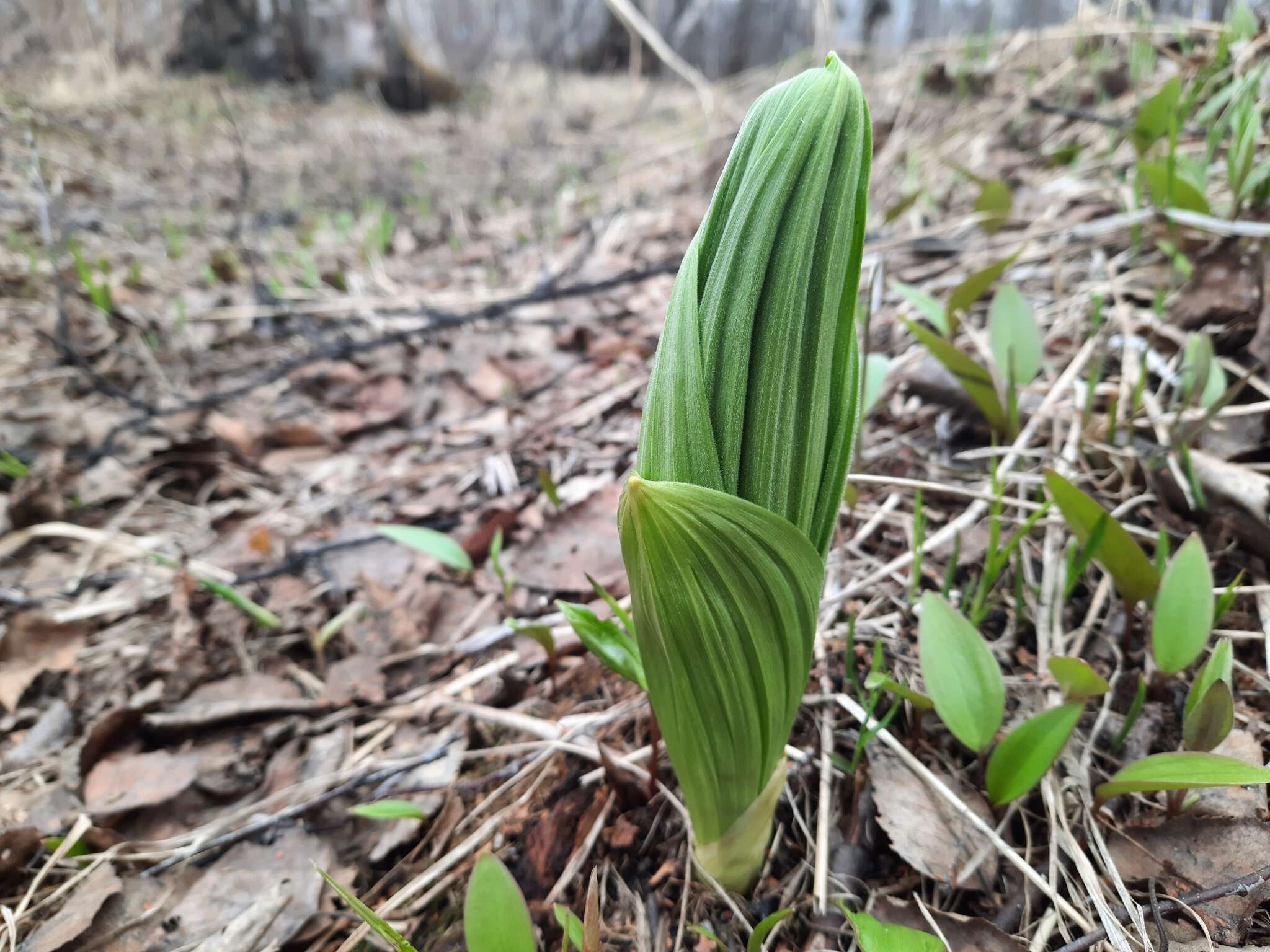 Image of white false hellebore