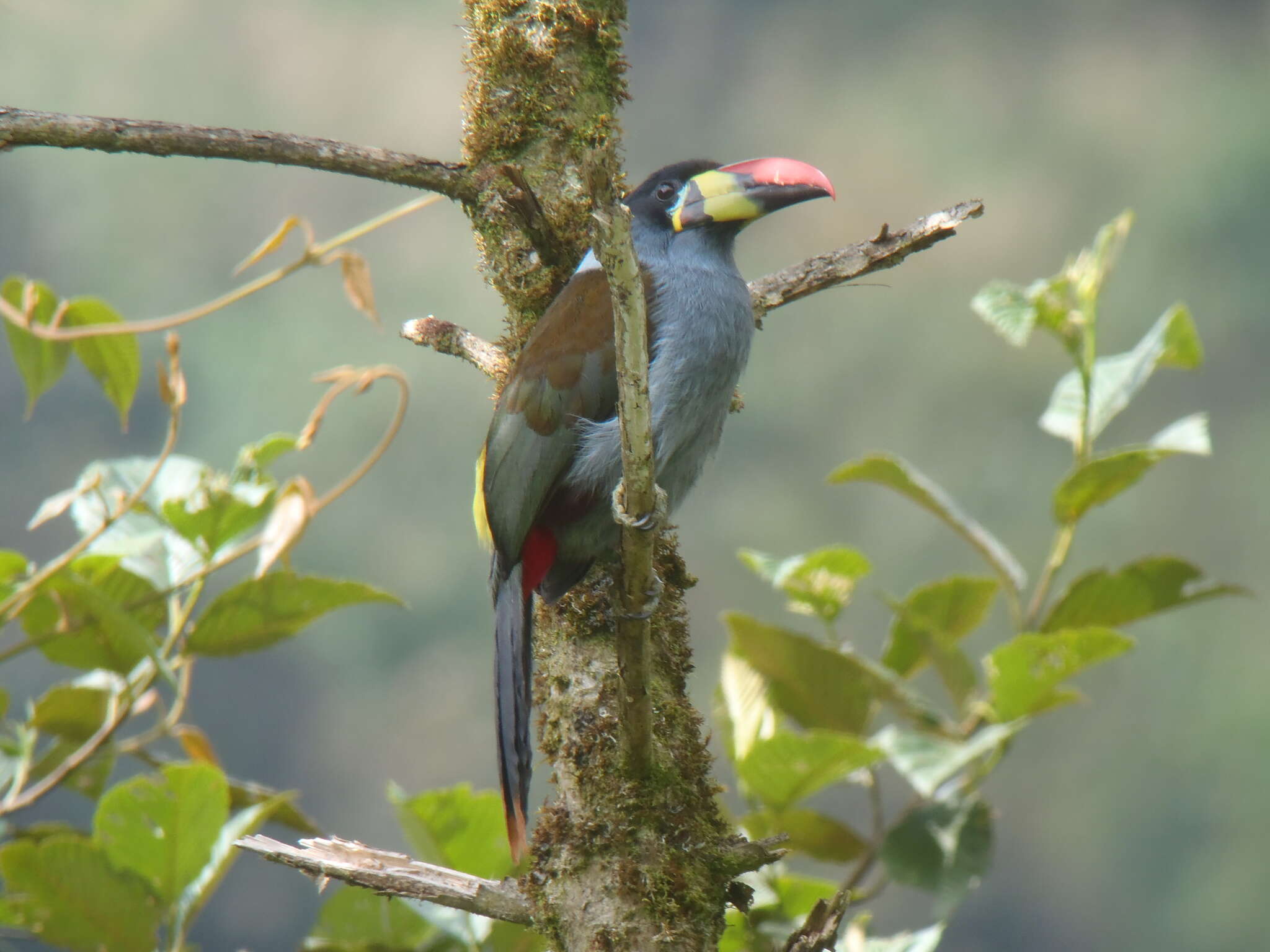 Image of Gray-breasted Mountain-toucan