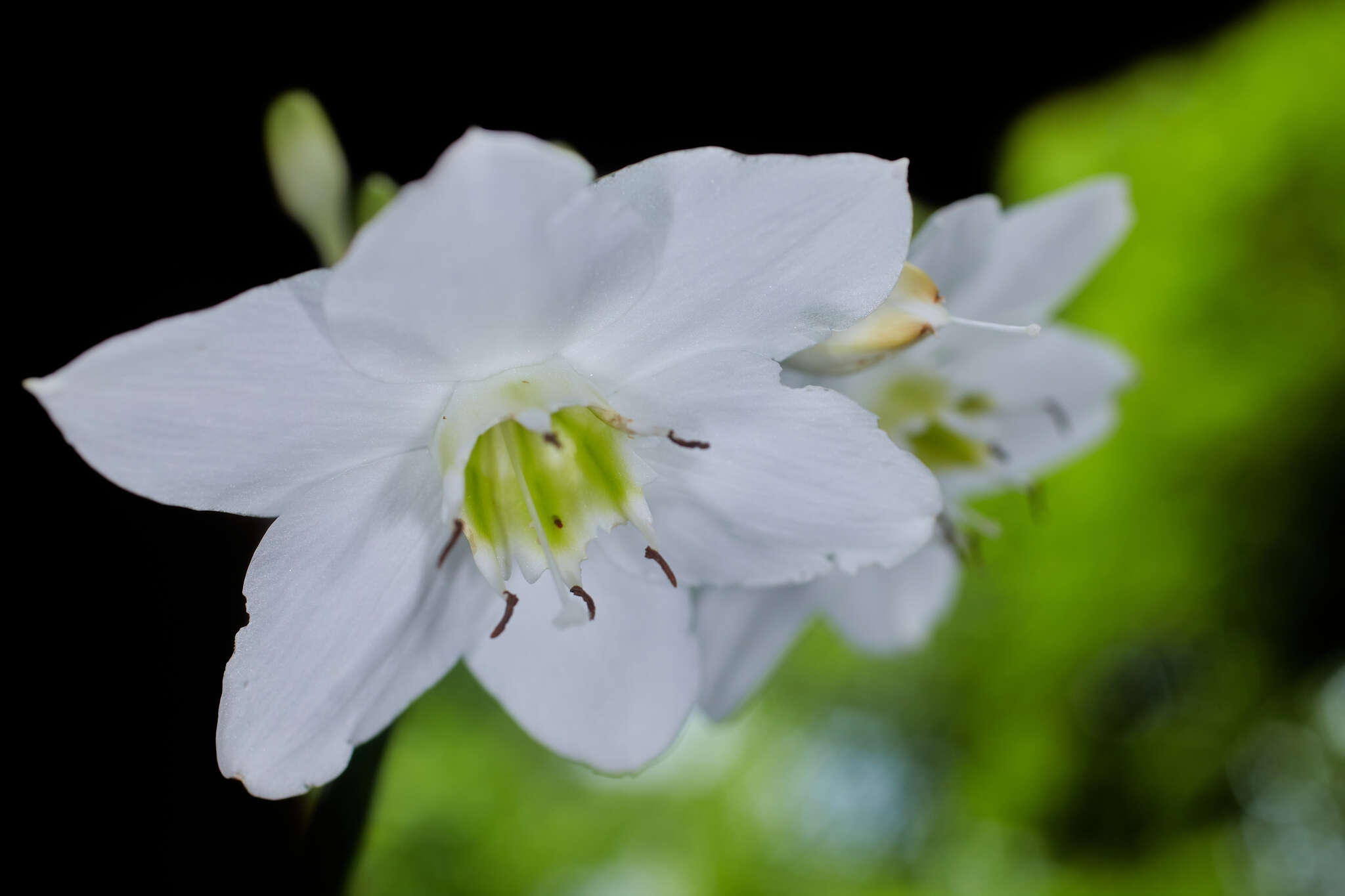 Image of Amazon lily