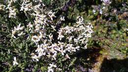 Image of Alpine Daisy-bush