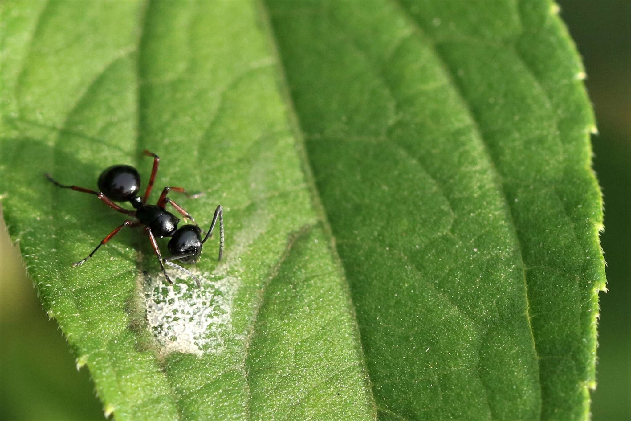 Image of Polyrhachis laevissima Smith 1858