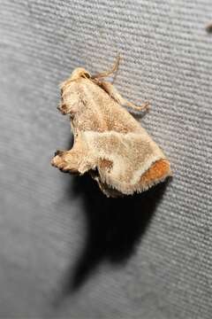 Image of Shagreened Slug Moth