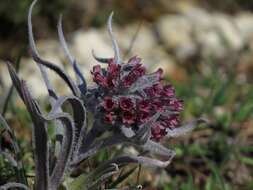 Cynoglossum magellense Ten.的圖片