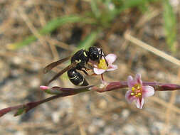 Image of Alastor