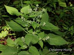 Image of Circaea cordata Royle