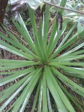 Image of Agave gracielae Galvan & Zamudio