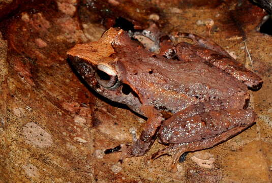 Image of Pseudophilautus folicola (Manamendra-Arachchi & Pethiyagoda 2005)