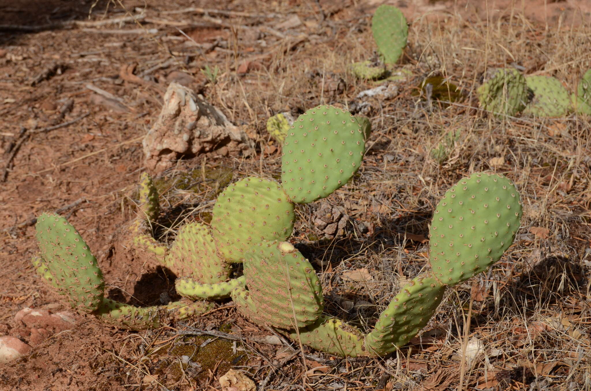 Image of Golden Prickly-pear