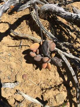 Image of Adromischus liebenbergii Hutchison