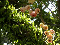 Imagem de Syzygium samarangense (Bl.) Merr. & L. M. Perry