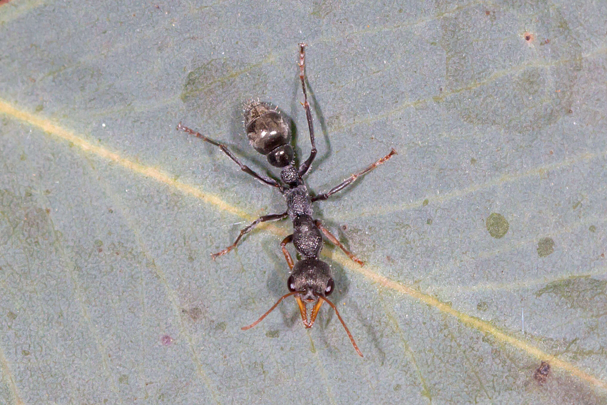 Image of Myrmecia urens Lowne 1865