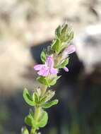 Image of mock pennyroyal