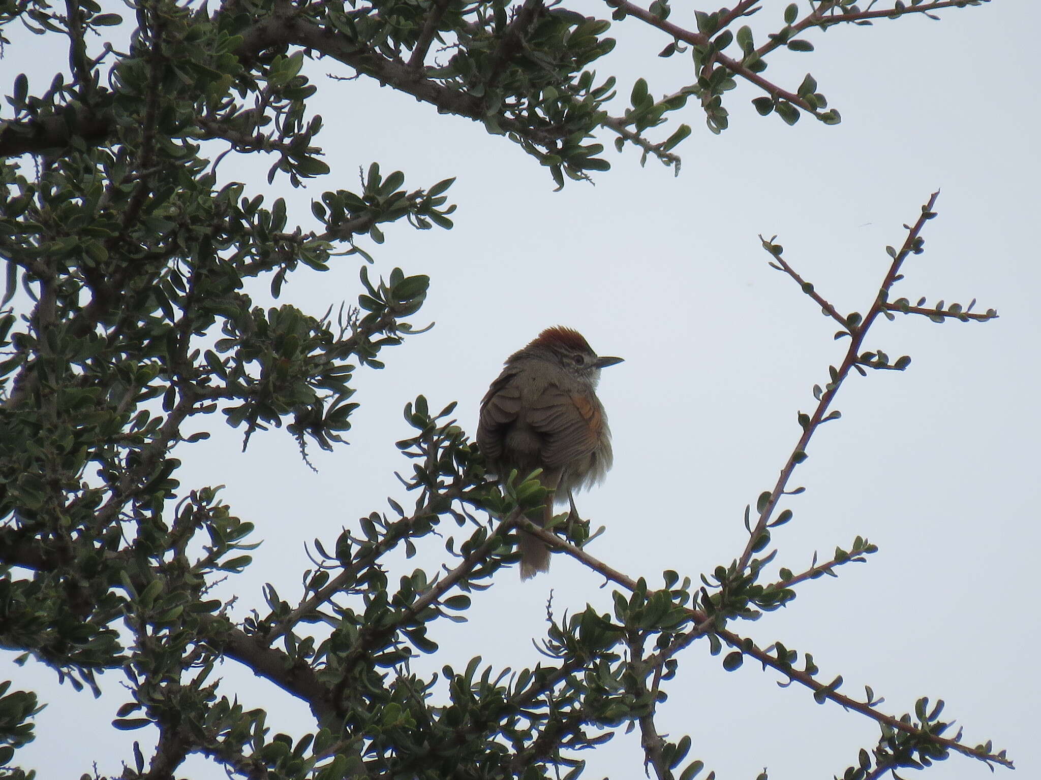 Image of Pale-breasted Spinetail