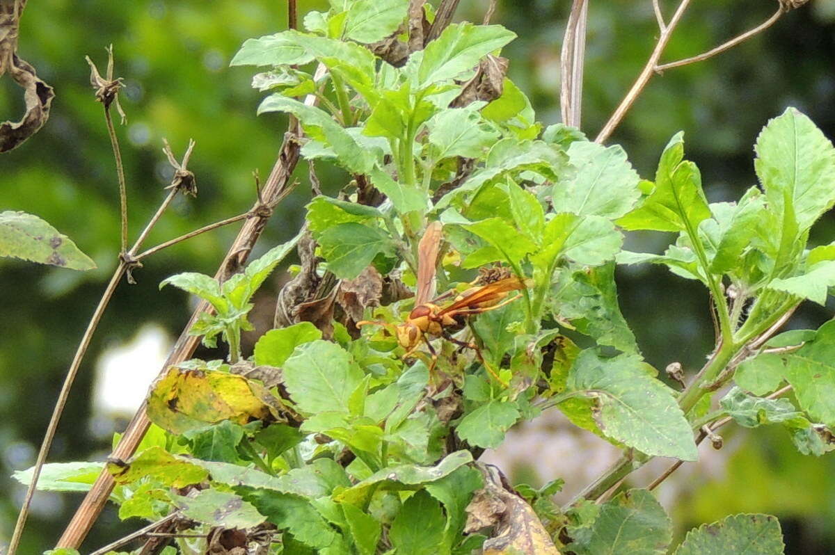 Image of Polistes major Pal. de Beauv. 1818