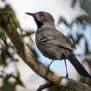 Image of Slender Antbird