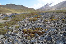 Image of Yellow Marsh Saxifrage