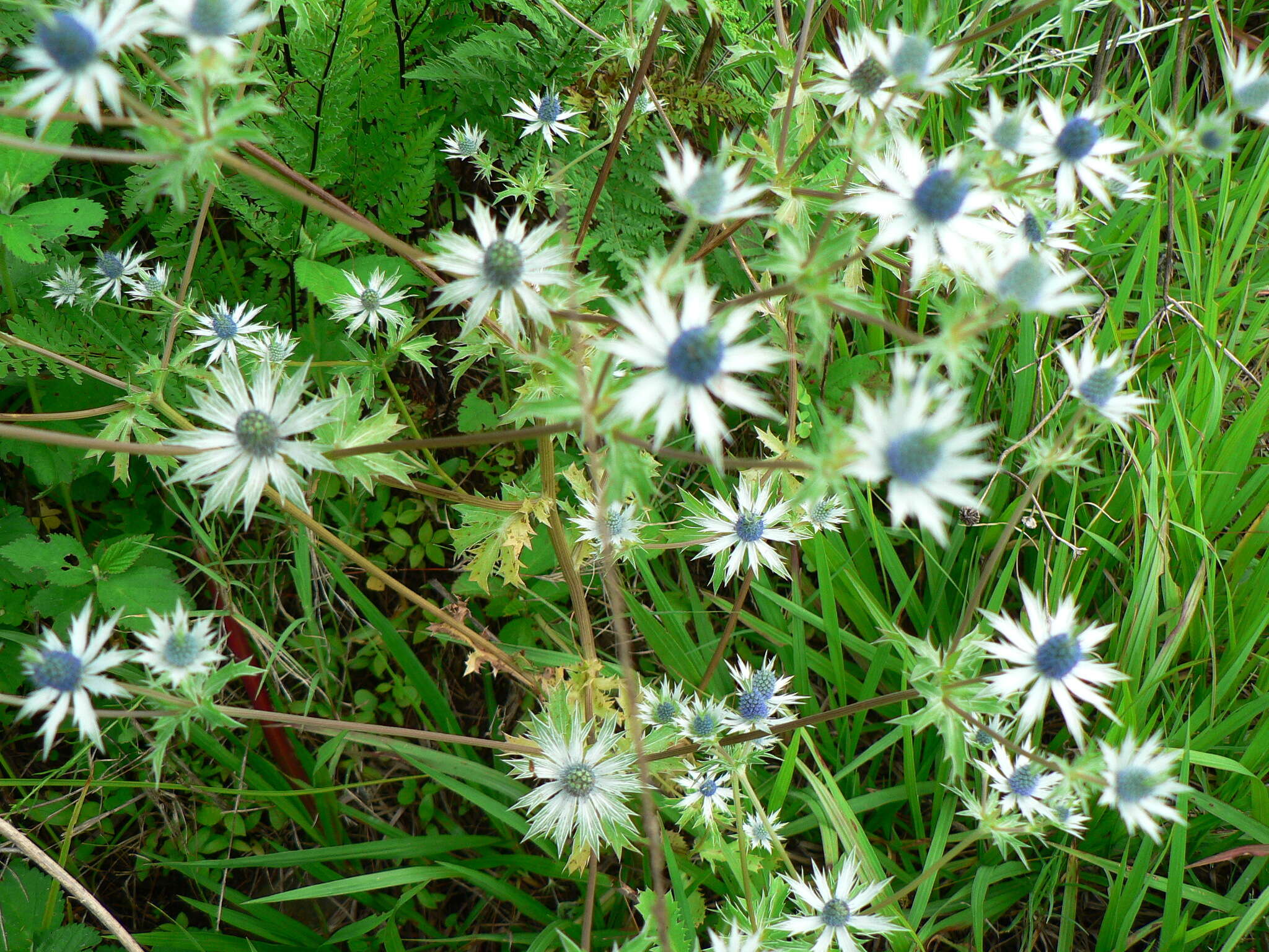 Eryngium beecheyanum Hook. & Arn. resmi