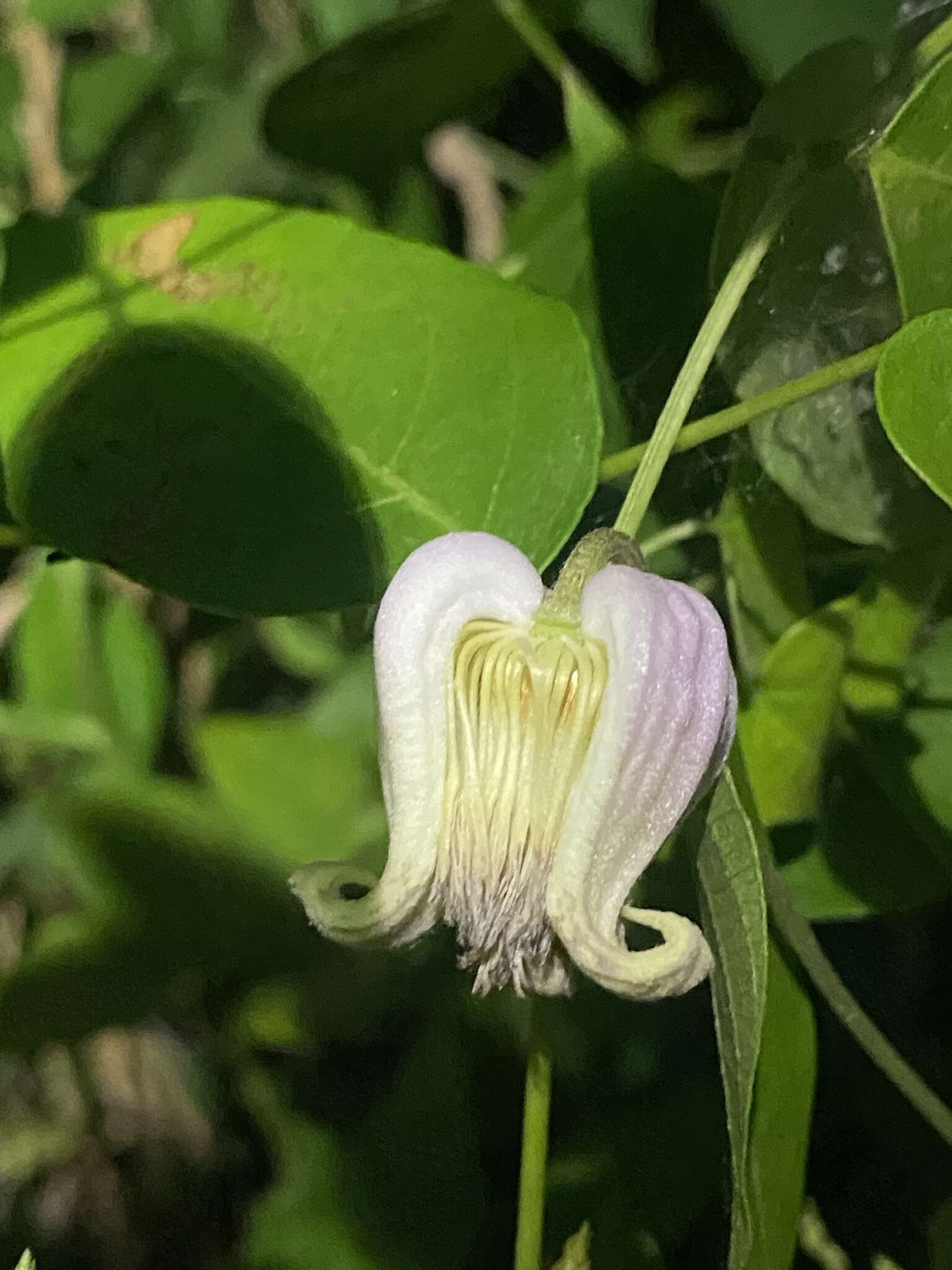 Imagem de Clematis viorna L.