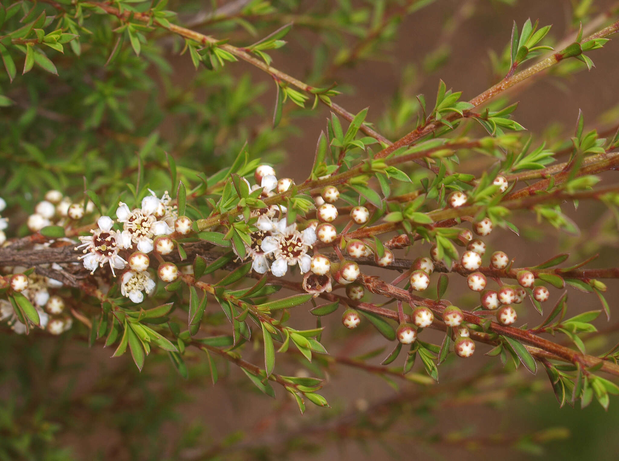 Plancia ëd Kunzea robusta de Lange & Toelken