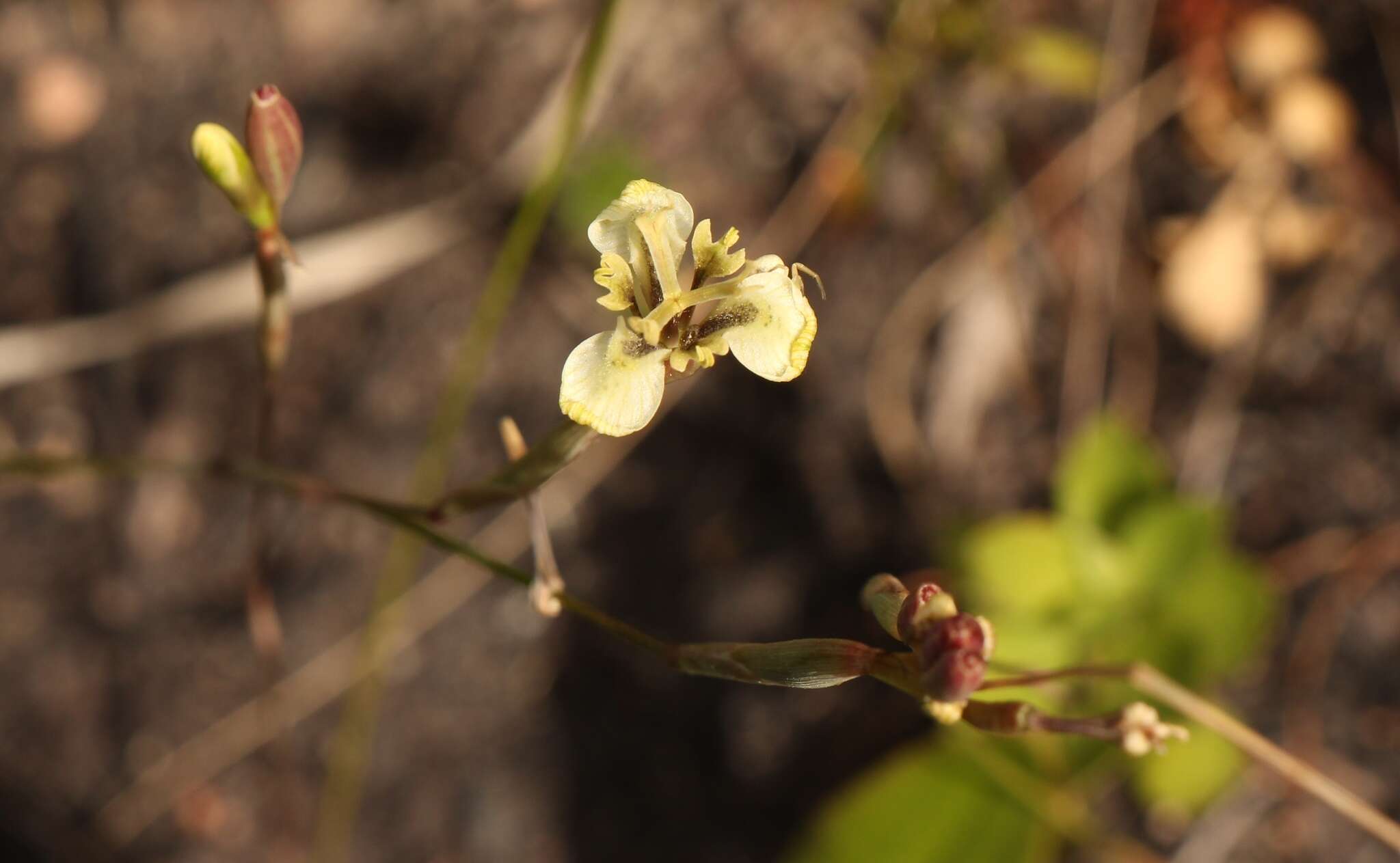 Image of Moraea unguiculata Ker Gawl.