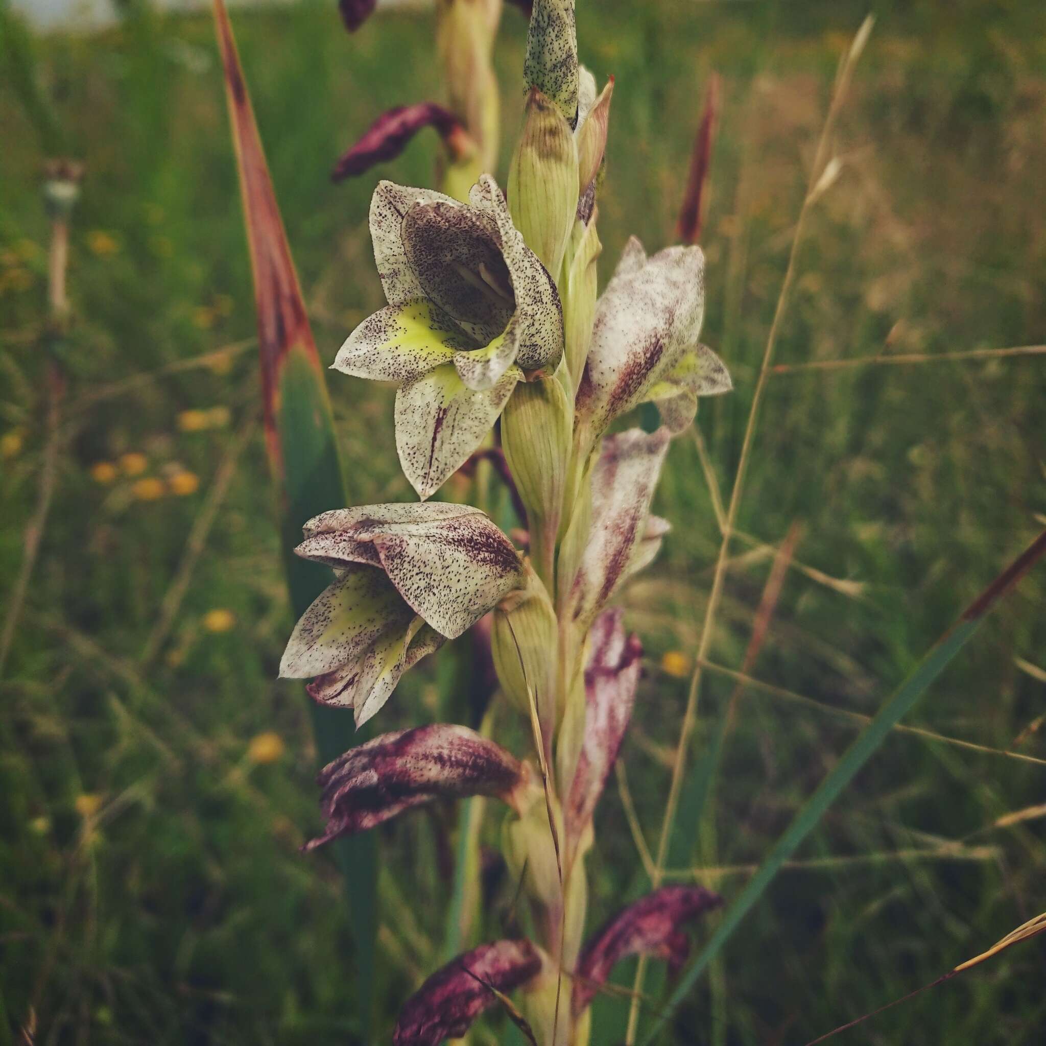 Слика од Gladiolus elliotii Baker