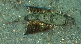 Image of Blackwing Searobin